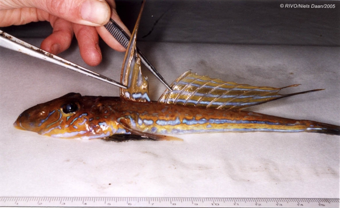 Callionymus lyra Linnaeus, 1758 Callionymus lyra Linnaeus, 1758