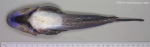 Callionymus lyra Linnaeus, 1758 