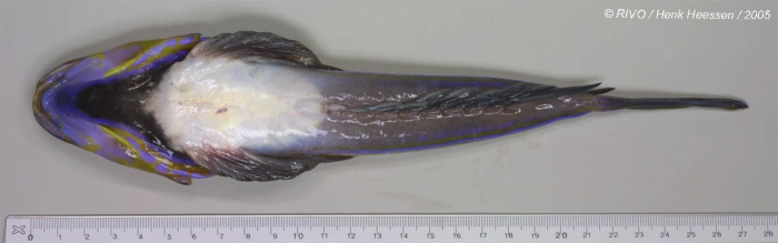 Callionymus lyra Linnaeus, 1758 Callionymus lyra Linnaeus, 1758
