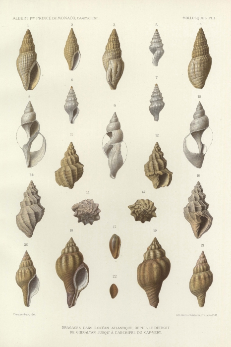 Dautzenberg & Fischer (1906, pl. 1) Dautzenberg & Fischer (1906, pl. 1)