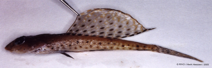 Callionymus maculatus Rafinesque, 1810 Callionymus maculatus Rafinesque, 1810