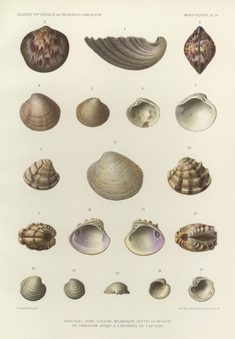 Dautzenberg & Fischer (1906, pl. 4) Dautzenberg & Fischer (1906, pl. 4)