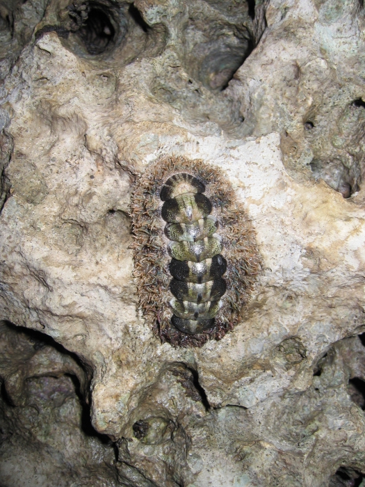gemmata gemmata