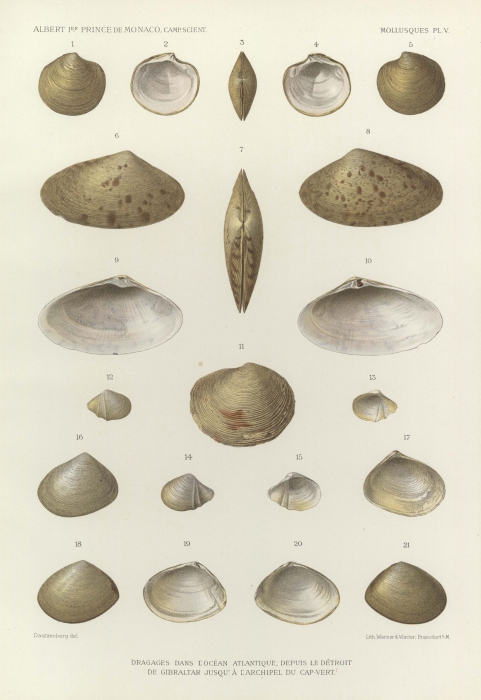 Dautzenberg & Fischer (1906, pl. 5) Dautzenberg & Fischer (1906, pl. 5)