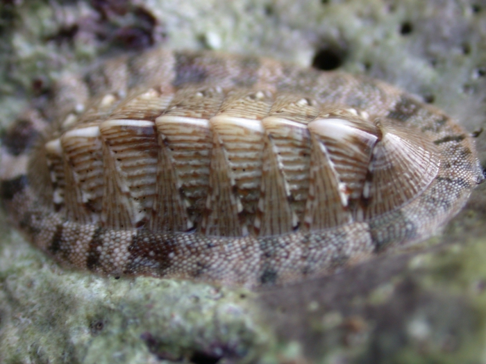 olivaceus