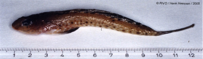 Callionymus maculatus Rafinesque, 1810 Callionymus maculatus Rafinesque, 1810