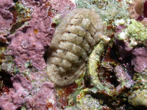 Ischnochiton (Ischnochiton) rissoi