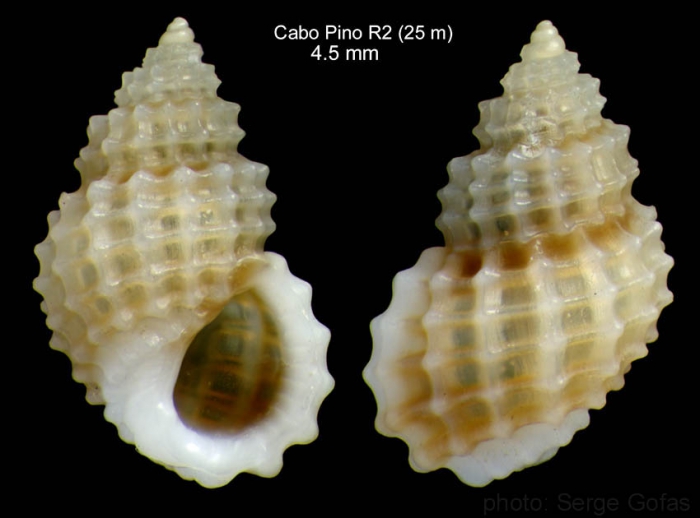 Alvania cancellata (da Costa, 1778)Specimen from off Cabo Pino (25 m), Málaga, Spain (size 4.5 mm)