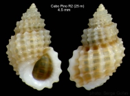 Alvania cancellata (da Costa, 1778)Specimen from off Cabo Pino (25 m), Mlaga, Spain (size 4.5 mm)