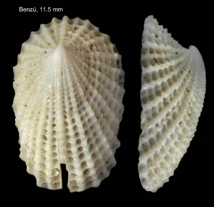 Emarginula octaviana Coen, 1939 Shell from Benzú, strait of Gibraltar (size 11.5 mm)