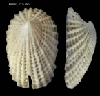 Emarginula octaviana Coen, 1939 Shell from Benz, strait of Gibraltar (size 11.5 mm)
