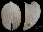 Emarginula tenera (Locard, 1892)Shell from Gorringe seamount, 'Seamount 1' DW33, 55-70 m (actual size 3 mm) 