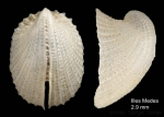 Emarginula tenera Locard, 1892Shell from Islas Medes, NW Spain (size 2.9 mm)
