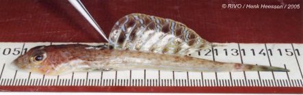 Callionymus reticulatus Valenciennes in Cuvier & Valenciennes, 1837