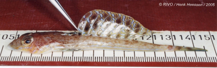 Callionymus reticulatus Valenciennes in Cuvier & Valenciennes, 1837 Callionymus reticulatus Valenciennes in Cuvier & Valenciennes, 1837