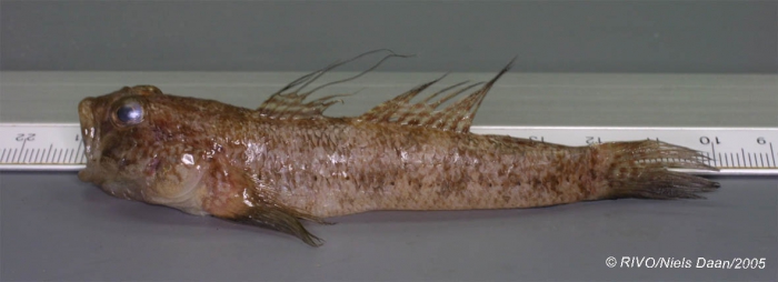 Gobius niger Linnaeus, 1758 Gobius niger Linnaeus, 1758