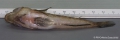 Gobius niger Linnaeus, 1758 