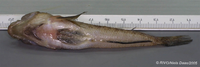 Gobius niger Linnaeus, 1758 Gobius niger Linnaeus, 1758