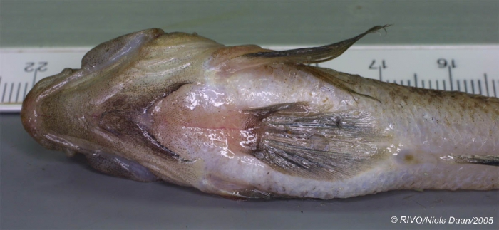 Gobius niger Linnaeus, 1758 Gobius niger Linnaeus, 1758