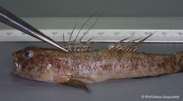 Gobius niger Linnaeus, 1758 Gobius niger Linnaeus, 1758