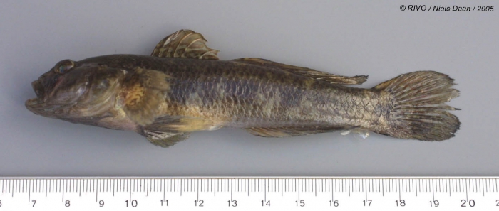 Gobius niger Linnaeus, 1758 Gobius niger Linnaeus, 1758