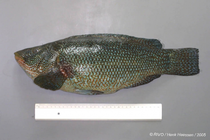 Labrus bergylta Ascanius, 1767 Labrus bergylta Ascanius, 1767