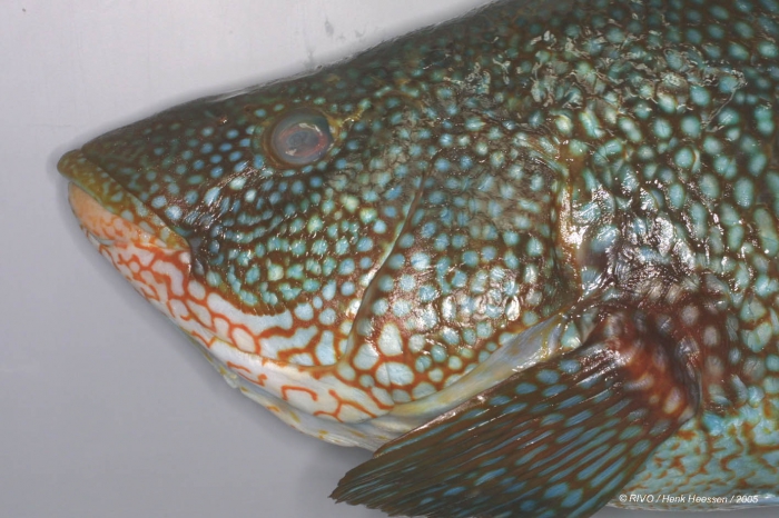 Labrus bergylta Ascanius, 1767 Labrus bergylta Ascanius, 1767
