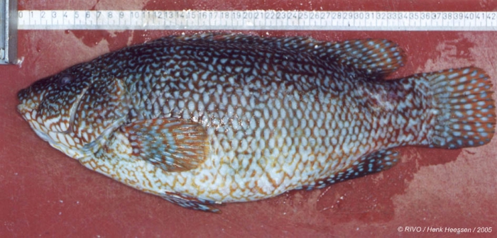 Labrus bergylta Ascanius, 1767 Labrus bergylta Ascanius, 1767
