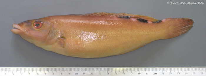 Labrus bimaculatus Linnaeus, 1758 Labrus bimaculatus Linnaeus, 1758