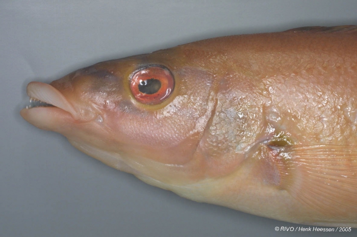 Labrus bimaculatus Linnaeus, 1758 Labrus bimaculatus Linnaeus, 1758