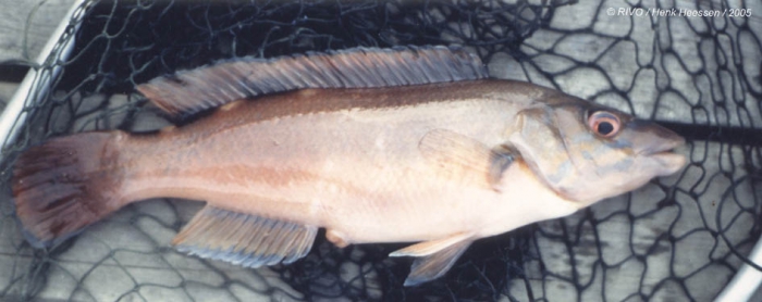 Labrus bimaculatus Linnaeus, 1758 Labrus bimaculatus Linnaeus, 1758