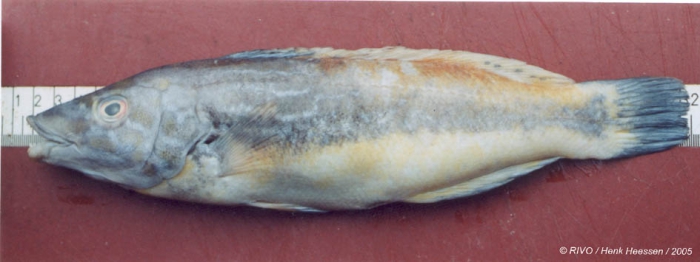 Labrus bimaculatus Linnaeus, 1758 Labrus bimaculatus Linnaeus, 1758