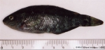 Symphodus (Crenilabrus) melops (Linnaeus, 1758) 