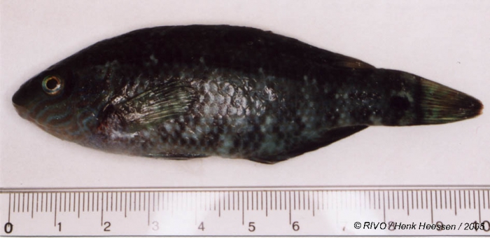 Symphodus (Crenilabrus) melops (Linnaeus, 1758) Symphodus (Crenilabrus) melops (Linnaeus, 1758)