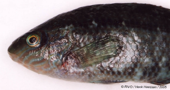 Symphodus (Crenilabrus) melops (Linnaeus, 1758) Symphodus (Crenilabrus) melops (Linnaeus, 1758)