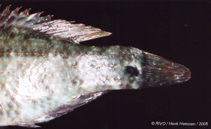 Symphodus (Crenilabrus) melops (Linnaeus, 1758) Symphodus (Crenilabrus) melops (Linnaeus, 1758)