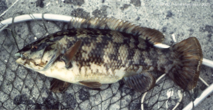 Symphodus (Crenilabrus) melops (Linnaeus, 1758) Symphodus (Crenilabrus) melops (Linnaeus, 1758)