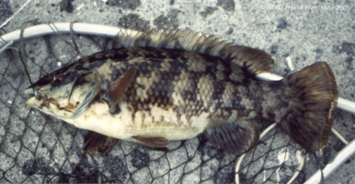 Symphodus (Crenilabrus) melops (Linnaeus, 1758) 