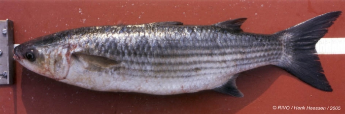 Chelon labrosus (Risso, 1827) Chelon labrosus (Risso, 1827)