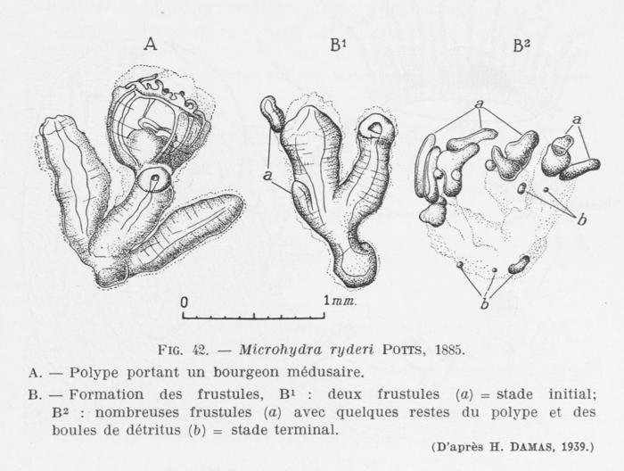 Leloup (1952, fig. 42) Leloup (1952, fig. 42)
