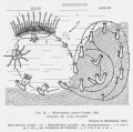 Hydrozoa (hydroids)