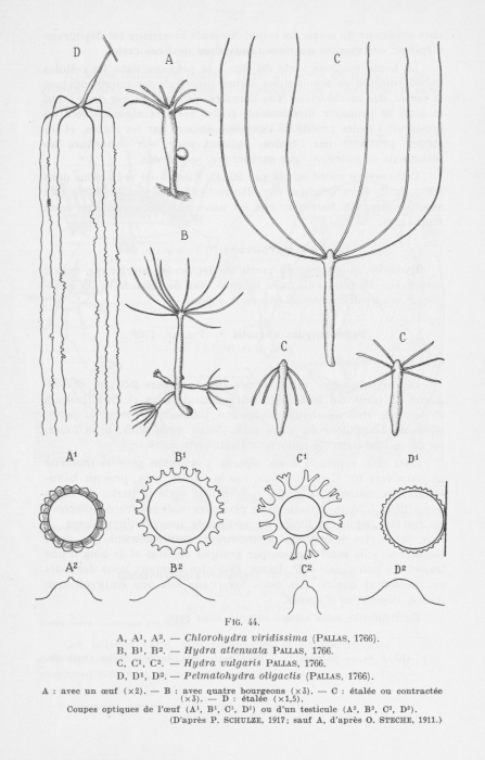 Leloup (1952, fig. 44) Leloup (1952, fig. 44)