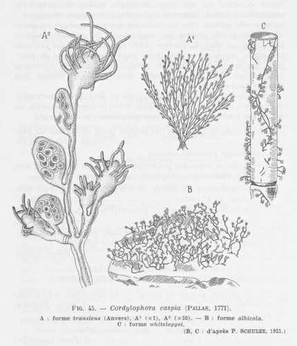 Leloup (1952, fig. 45)