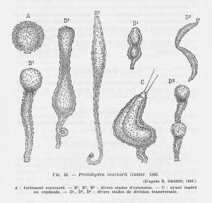 Leloup (1952, fig. 46)