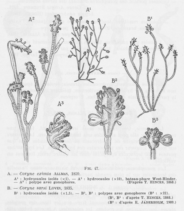 Leloup (1952, fig. 47) Leloup (1952, fig. 47)