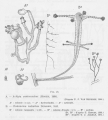 Hydrozoa (hydroids)