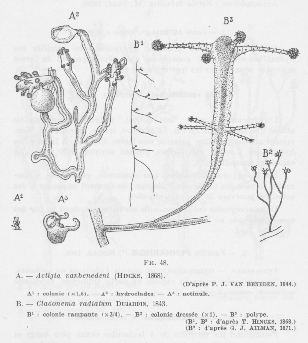 Syncoryne pusilla � van Beneden, 1844