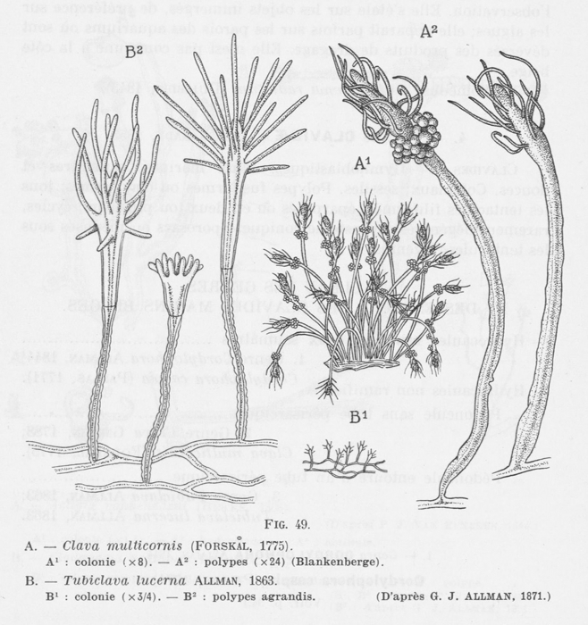Leloup (1952, fig. 49) Leloup (1952, fig. 49)