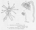 Hydrozoa (hydroids)