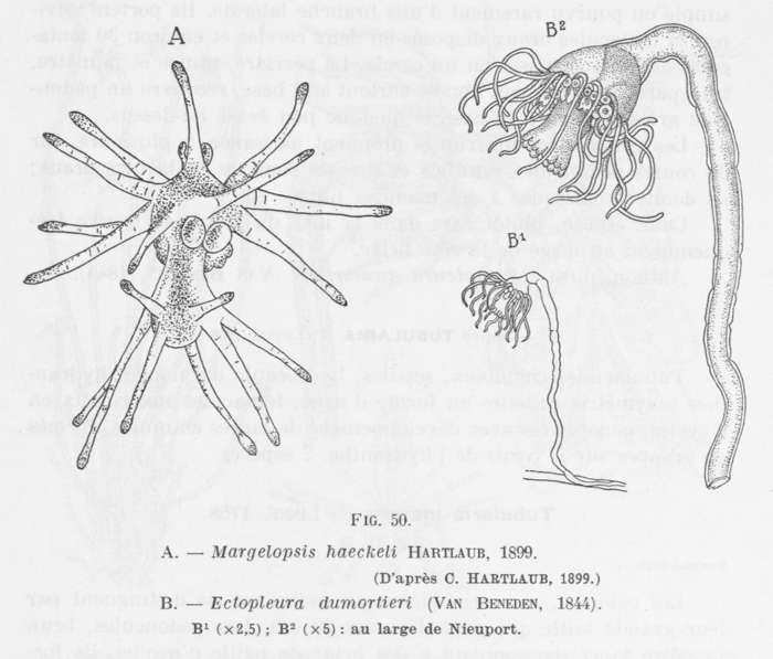 Leloup (1952, fig. 50) Leloup (1952, fig. 50)